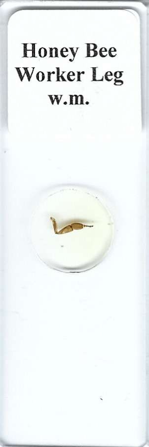 Honey Bee Worker Leg w.m. Microscope Slide