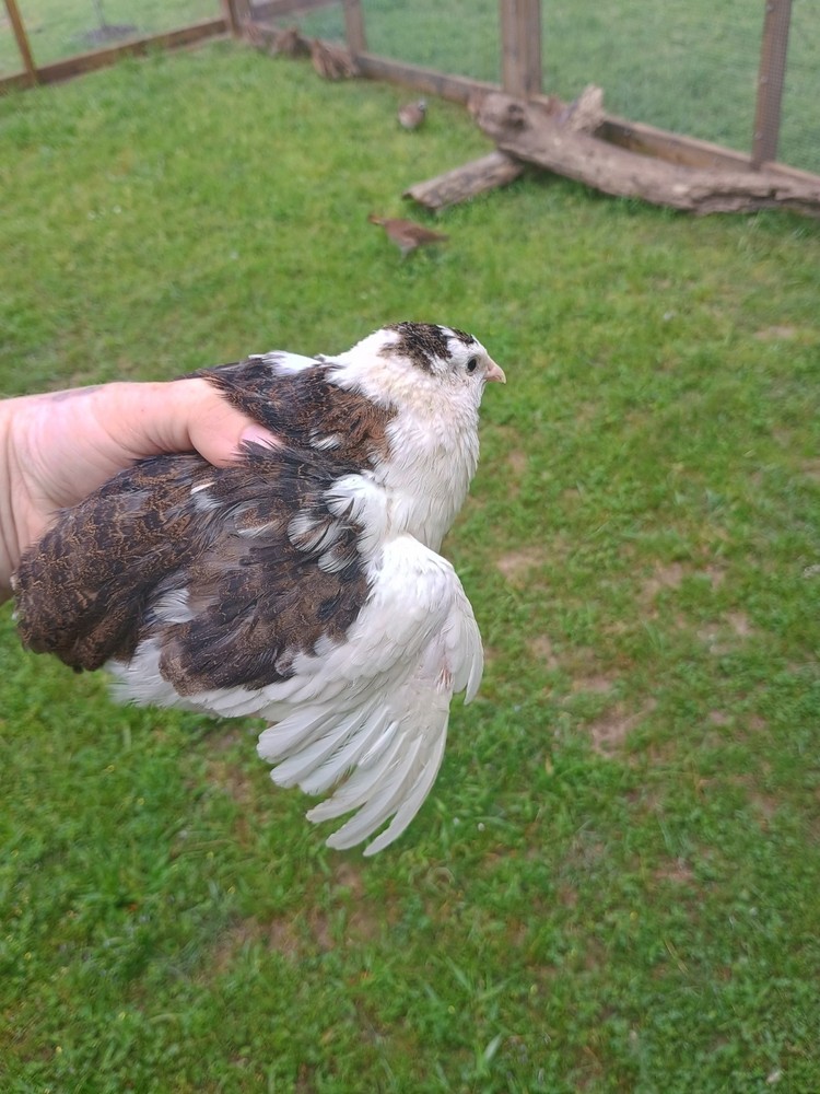 25 Celadon quail Hatching Eggs plus extras, beautiful colors