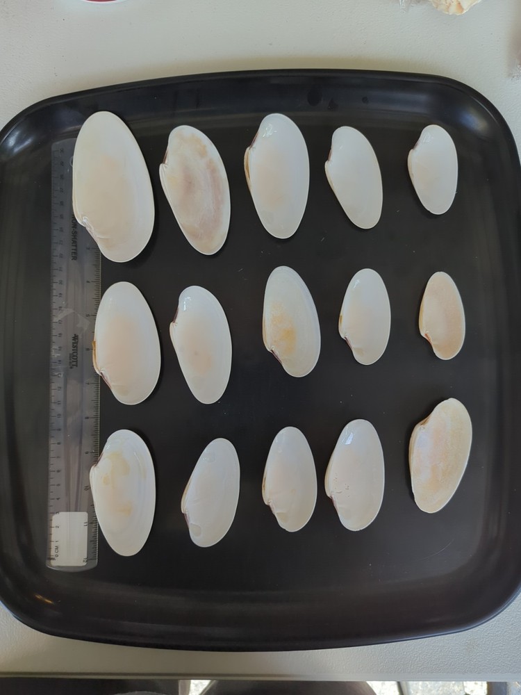 Sunray Venus Clam shells