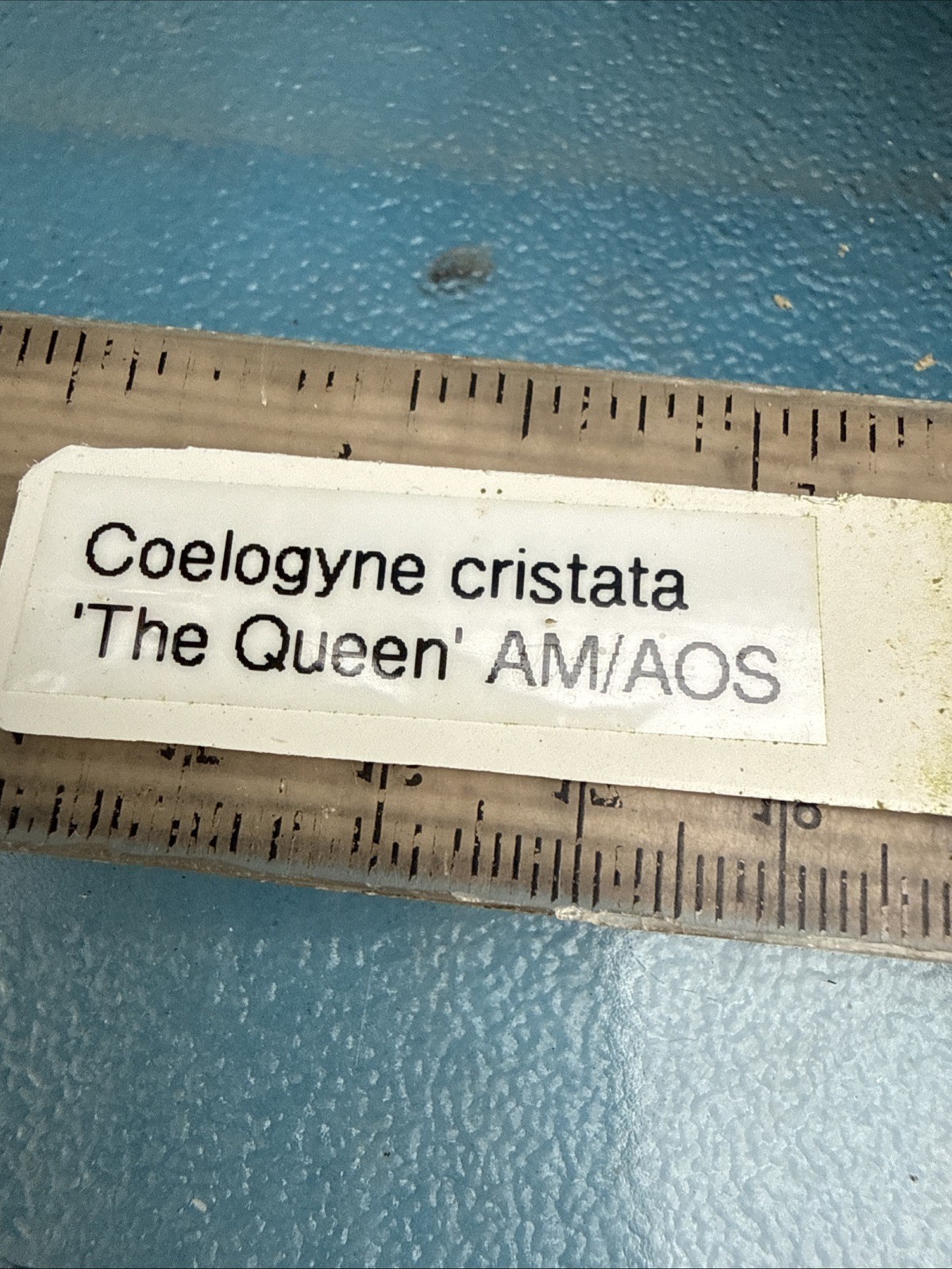 Coelogyne cristata ‘The Queen’ AM/AOS BS White Yellow Orchid Species 6” Pot