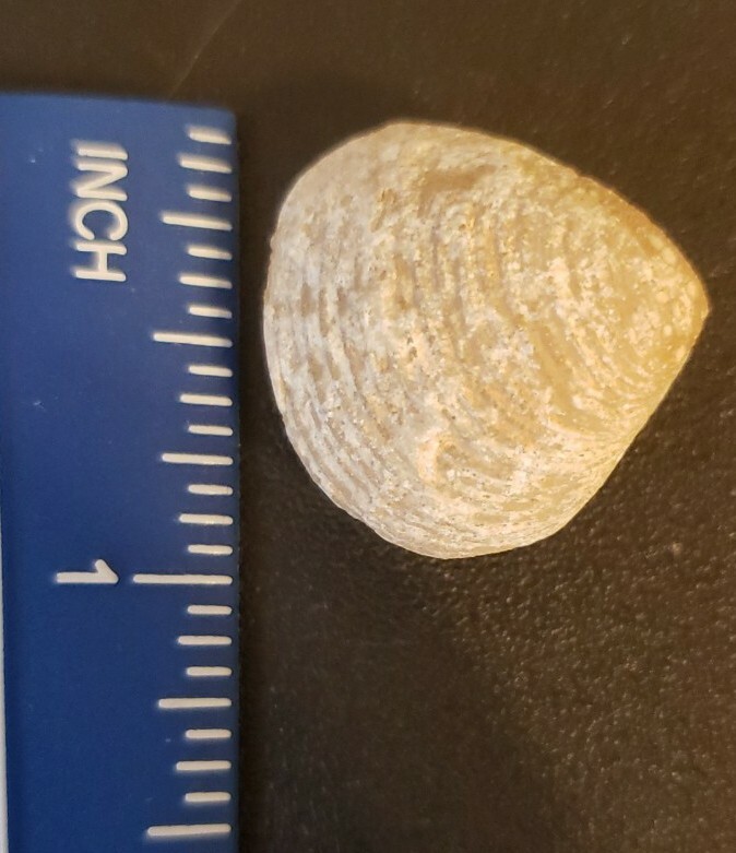 Brachiopod Fossil