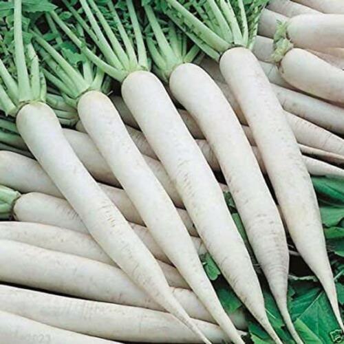 White Icicle Radish Seeds | Heirloom / Non-GMO | Free Shipping | Seed Store 1094