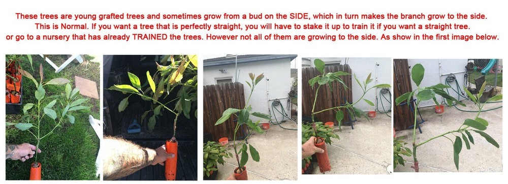 HASS Avocado Tree, Grafted - Live Avocado Tree