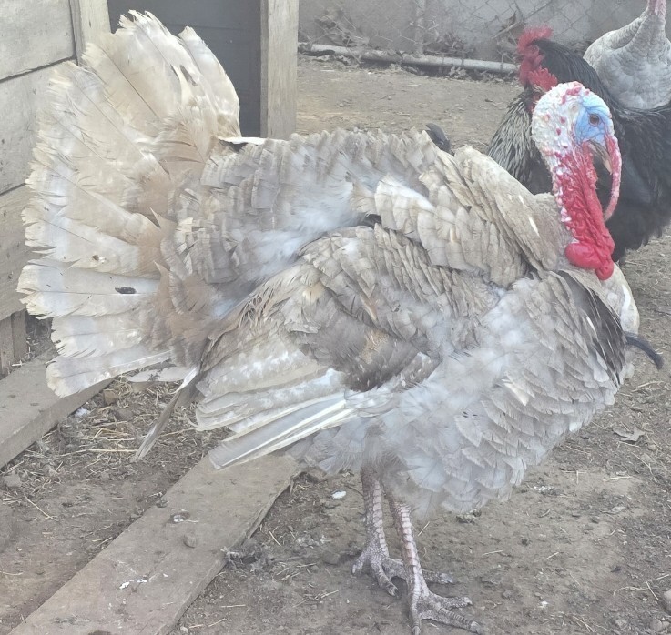 Heritage Turkey Hatching Eggs 5+1