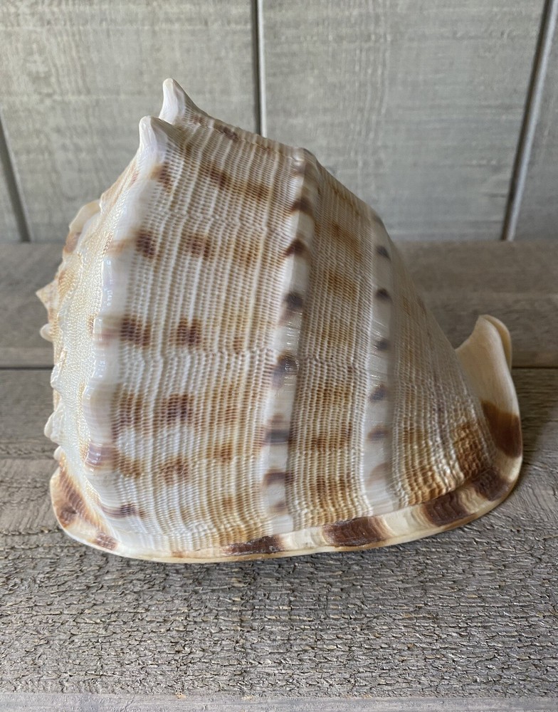 Cassis Cornuta Seashell Horned Helmet Shell 7.5”