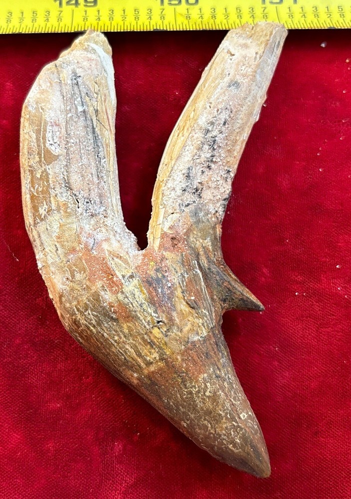 4” Basilosaurus Tooth 40-34 Mil Yrs Old Late Eocene