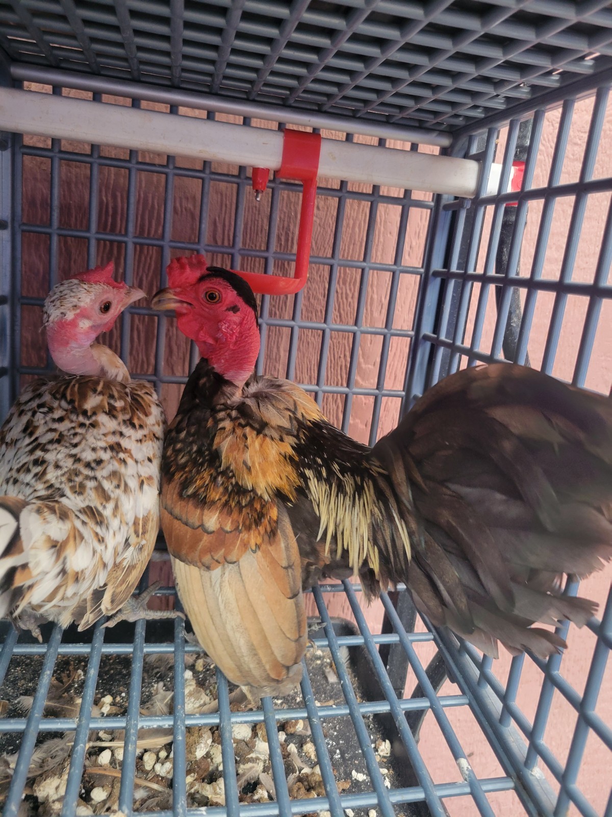 High-End Kikiriki Hatching Eggs – 6 Count (Extras Included When Available)