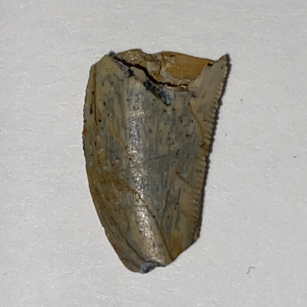 Raptor Tooth