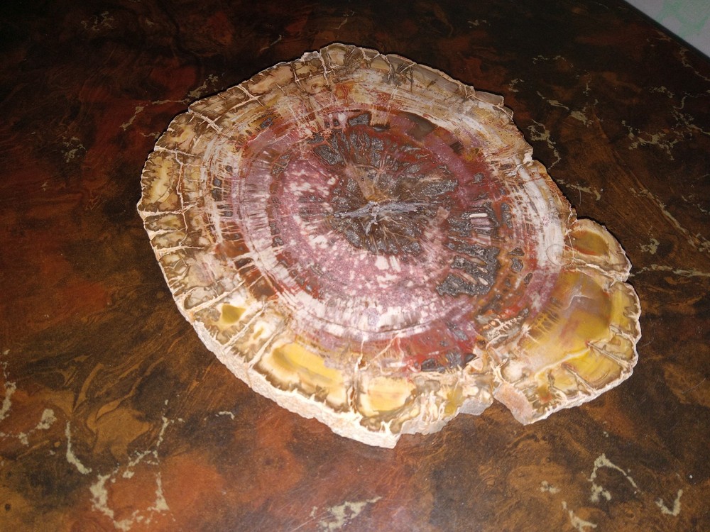 Petrified Wood from Madagascar