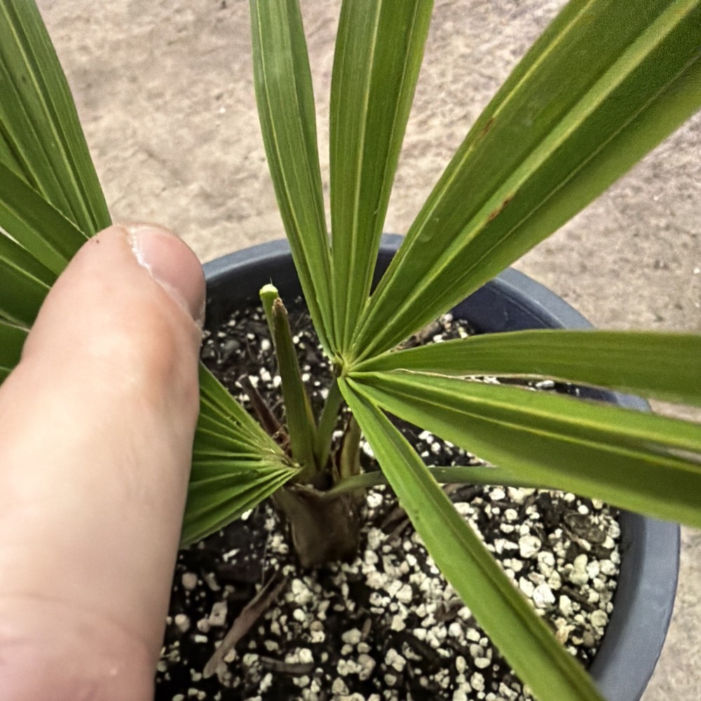 Windmill Palm 1 Gallon Pot 4 Pack