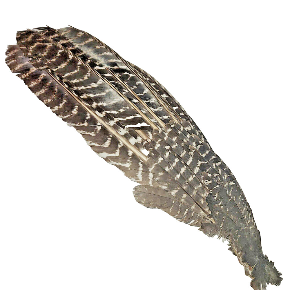 Large Gobbler primary left,  prayer fan/flapper