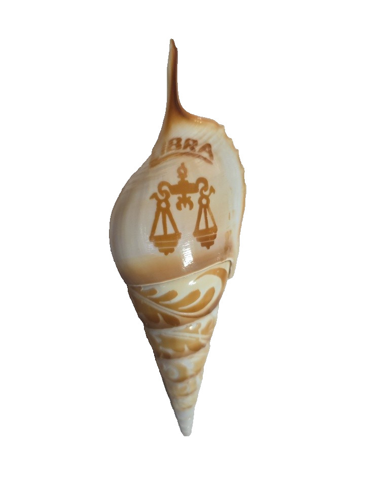 Hand Carved Conch Shell Libra Astrology