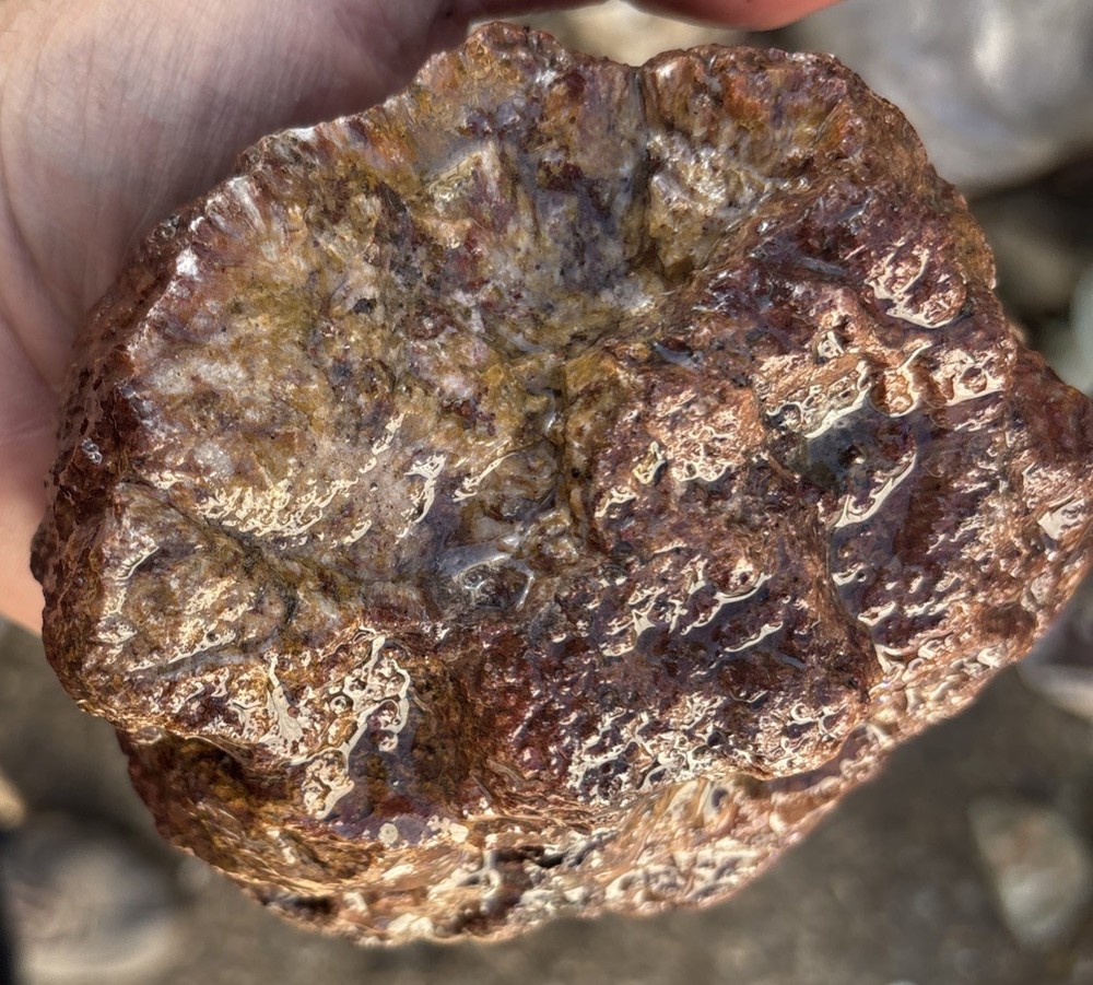 Large Coprolite Fossil dinosaur