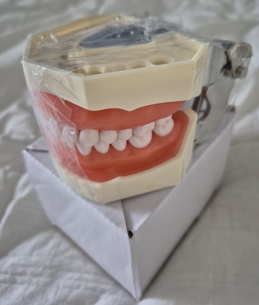 Teeth Model Gum Teaching Model, Replaceable Spare Gums,  for Dentistry Students
