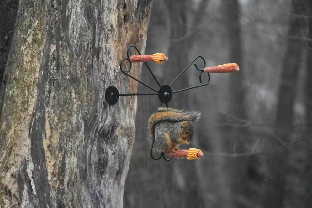 Squirrel Spinner Corn Cob Feeder