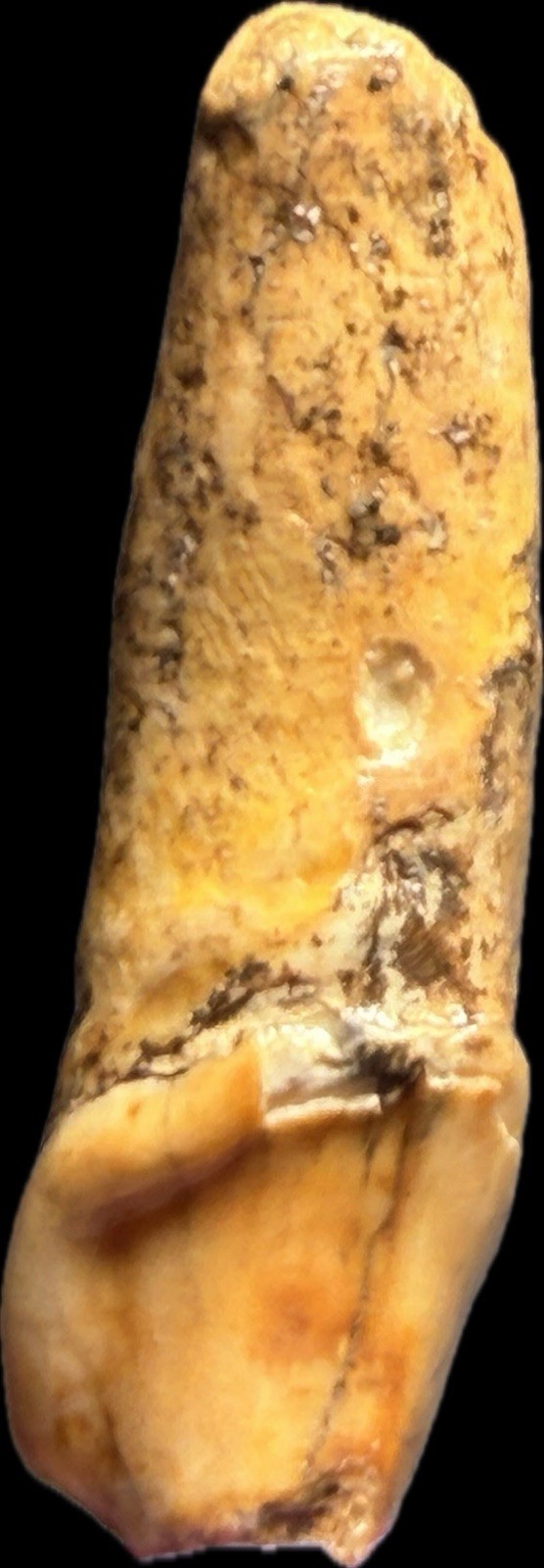 👀 Fantastic Rare Romanian Cave Bear Canine Tooth Fossil, Ursus Spelaeus ✨🔥