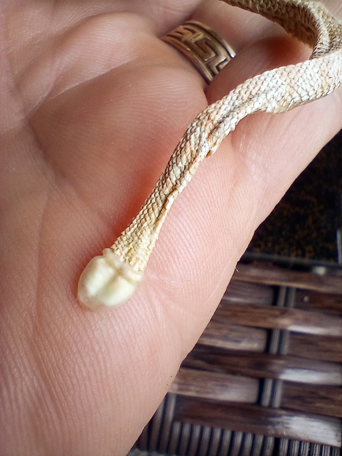 Real Snake Taxidermy - Preserved Reptile Specimen - Mummified Rattlesnake Baby