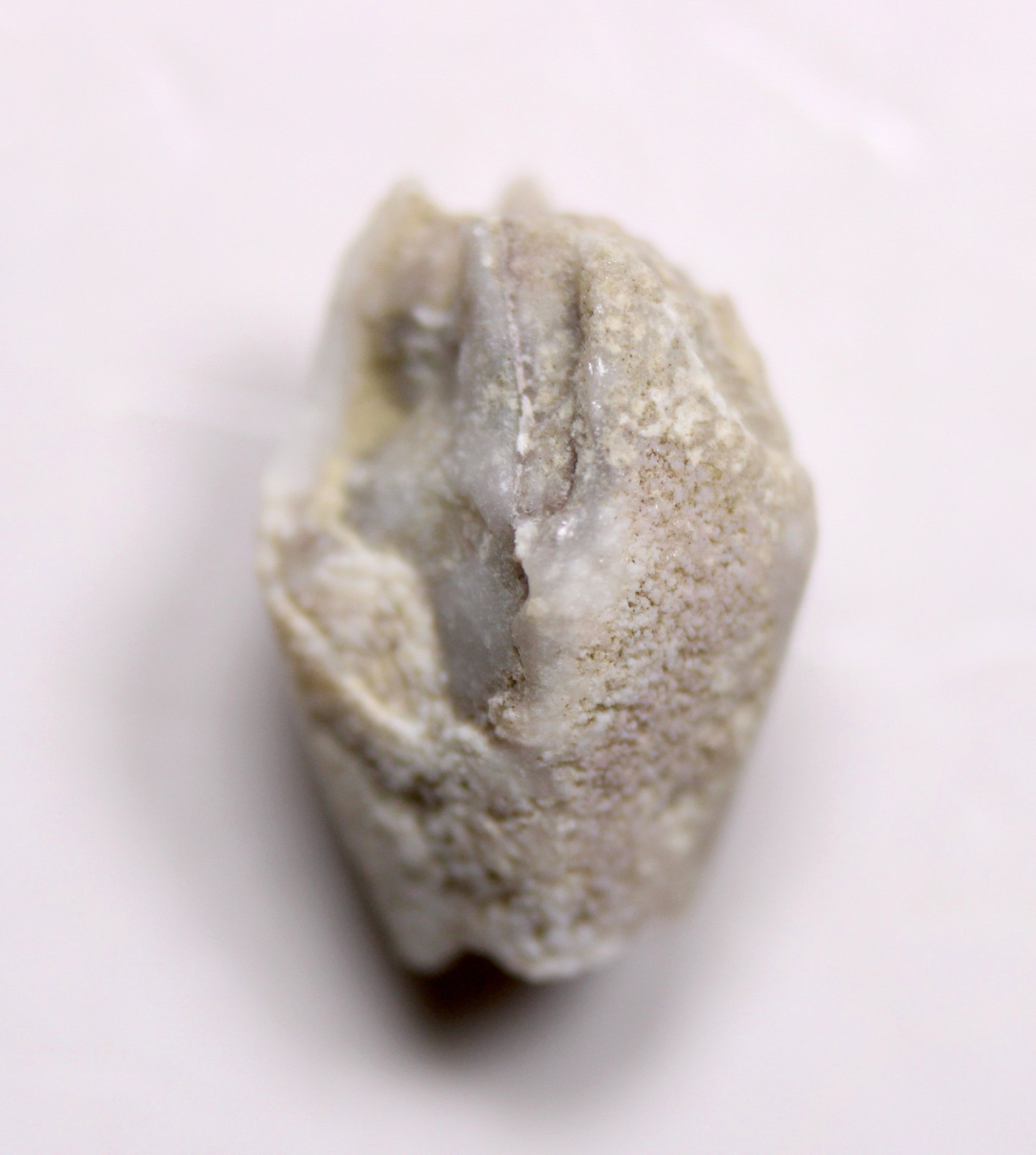 Troosticrinus reinwardti Blastoid Fossil Silurian Tennessee Brownsport Formation