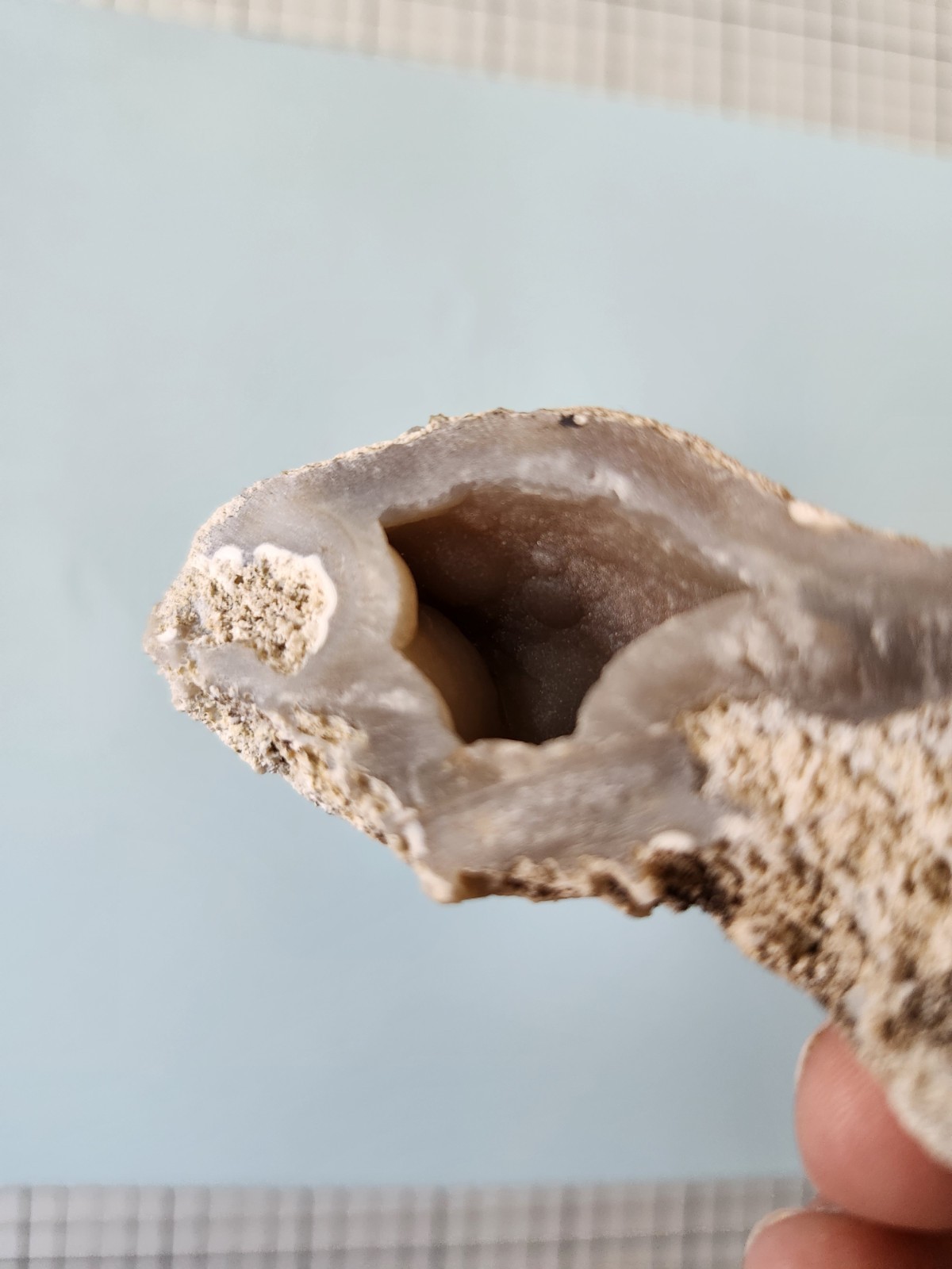 Florida Agatized Coral Fossil Pair, Unpolished Chalcedony Geode Fluorescent!