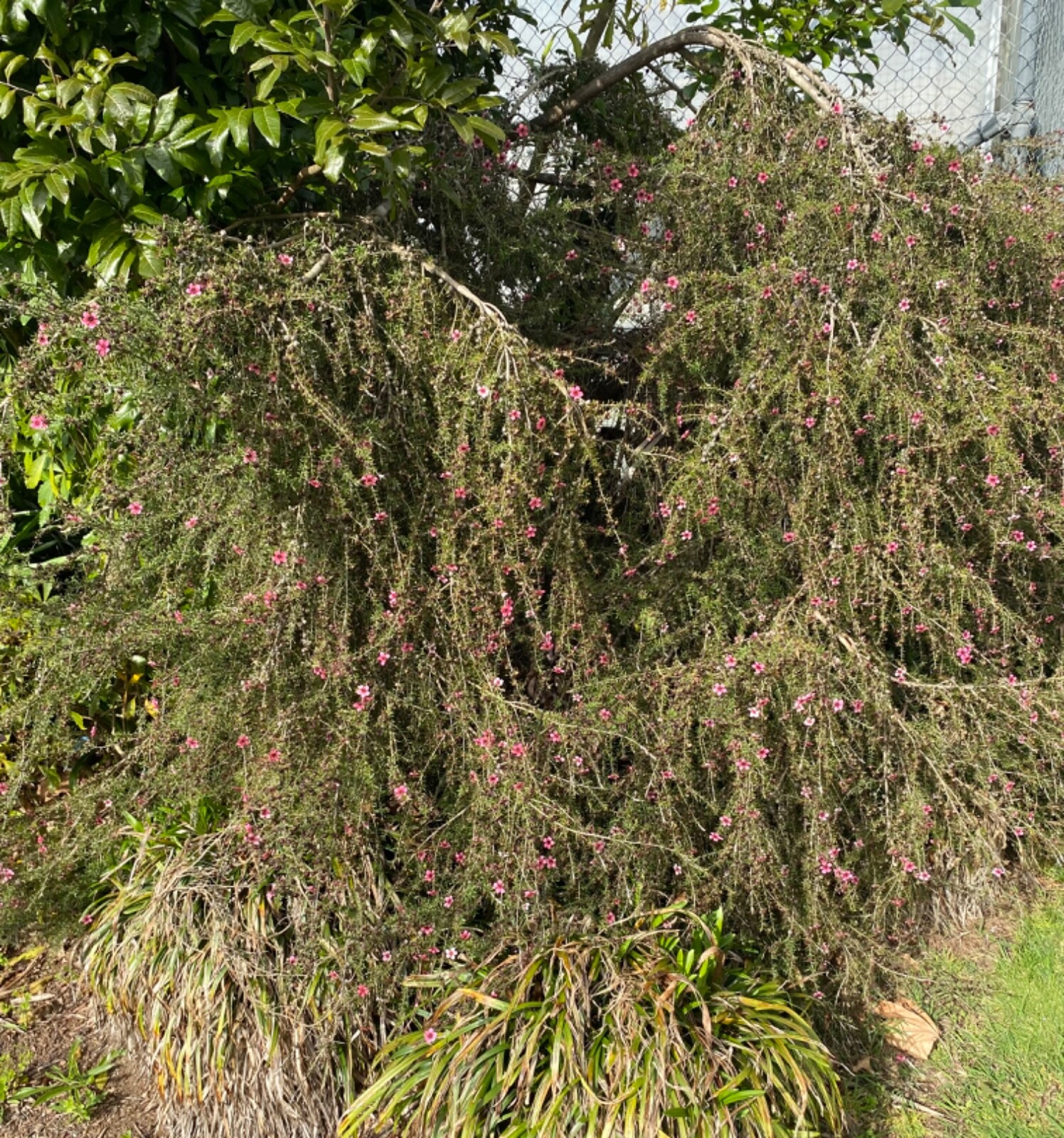 Weeping Manuka - pink flowers - 500 seeds - Leptospermum scoparium -from NZ