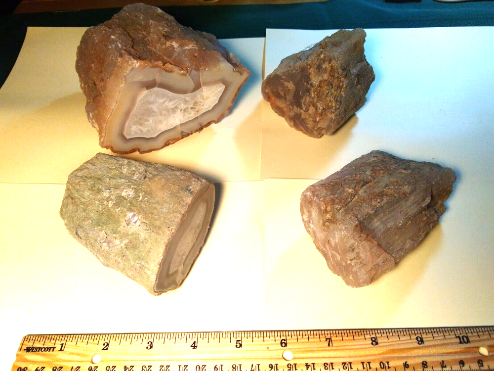Petrified Wood Limb Casts