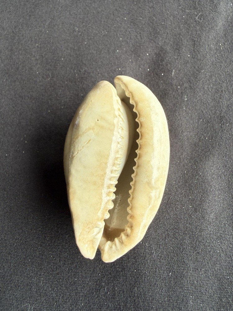 EXTINCT fossilized Cowrie shell from central Florida..Pliocene era.