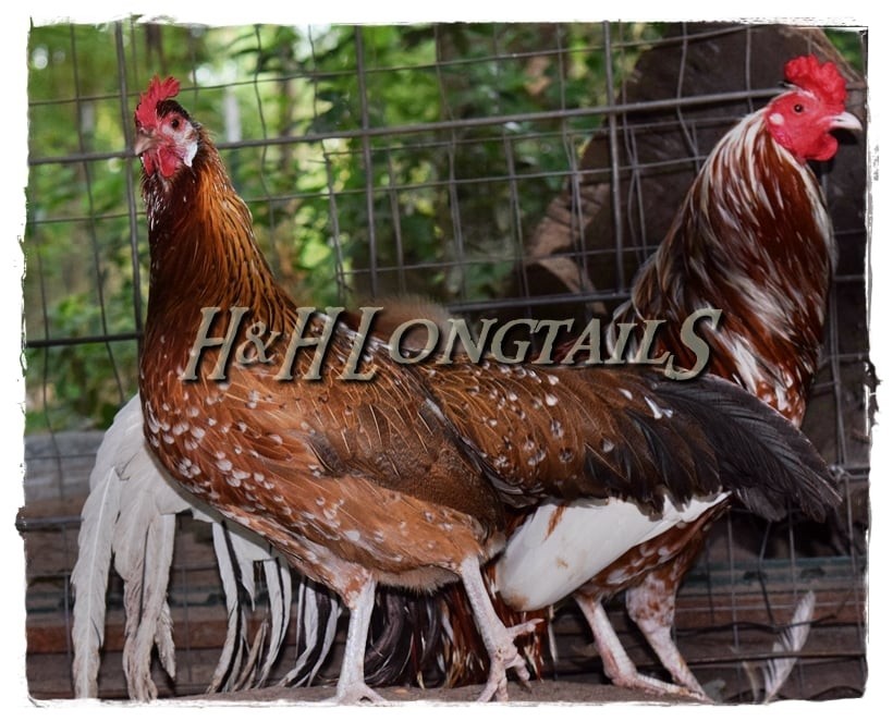 6+ Assorted color Phoenix longtail Chicken hatching eggs L@@K!