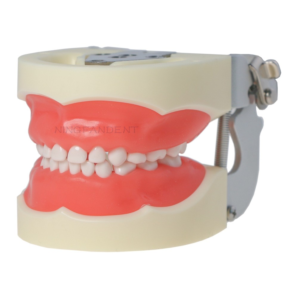 Dental Child Primary Practice Teeth Model 24 Removable Teeth For Dentist Practic