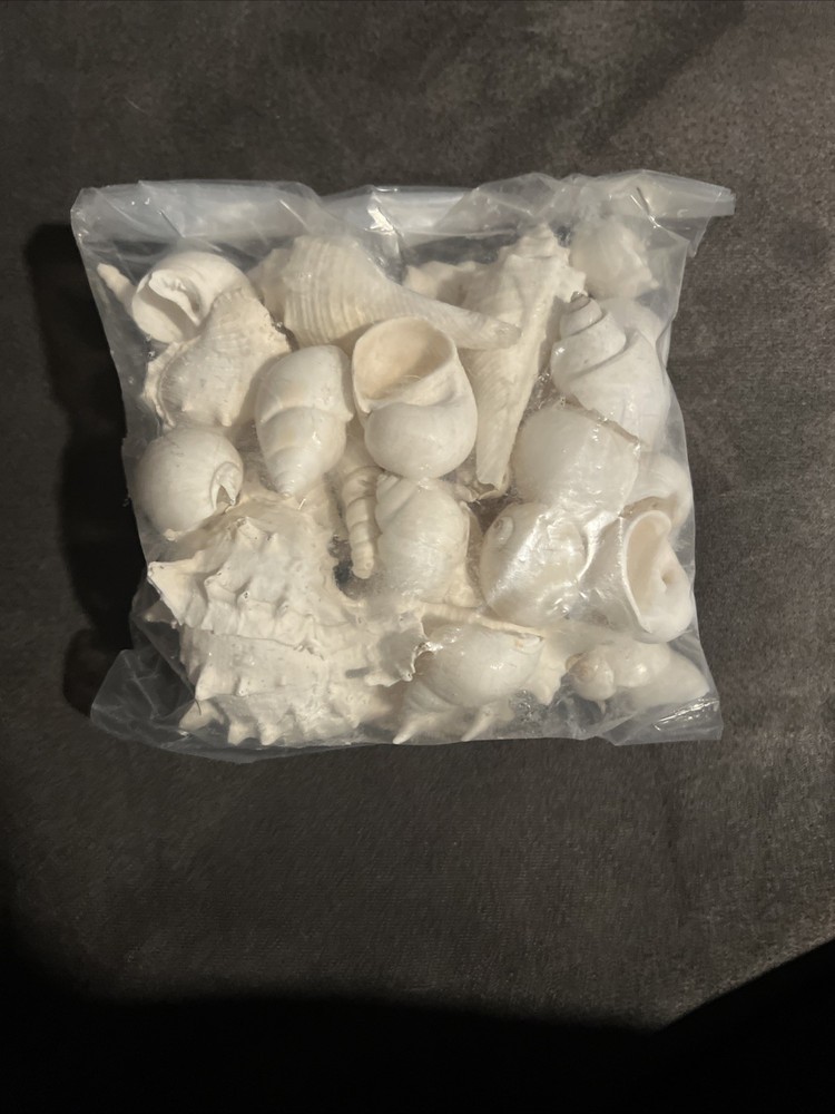 Sea Shells - White Real Mixed Beach Seashells 1 Lbs