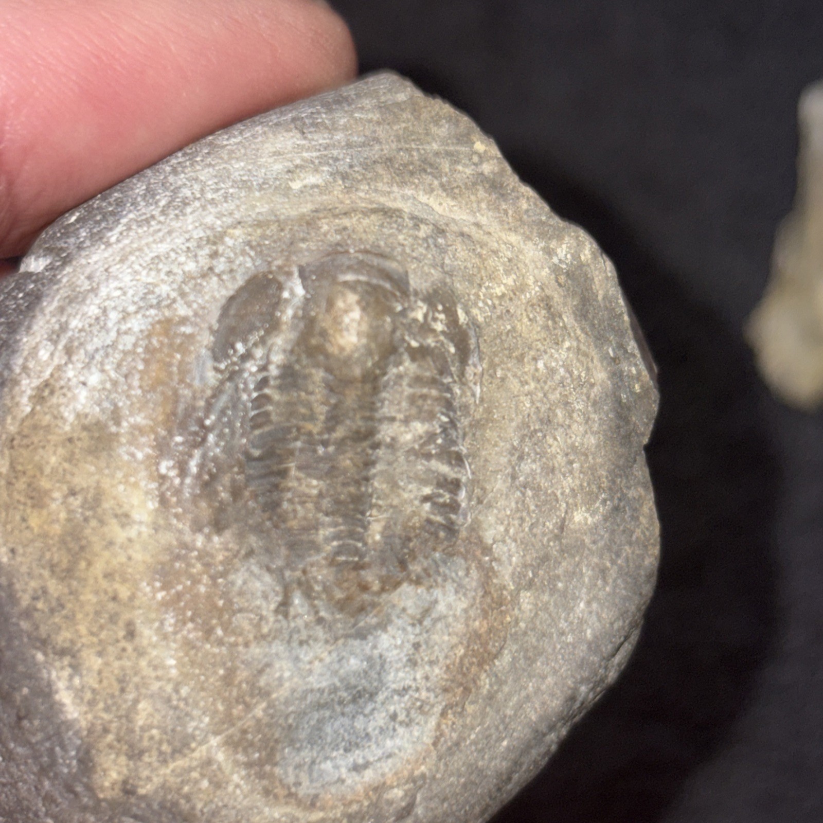 3 Cambrian Fossil Trilobite Specimens From Georgia