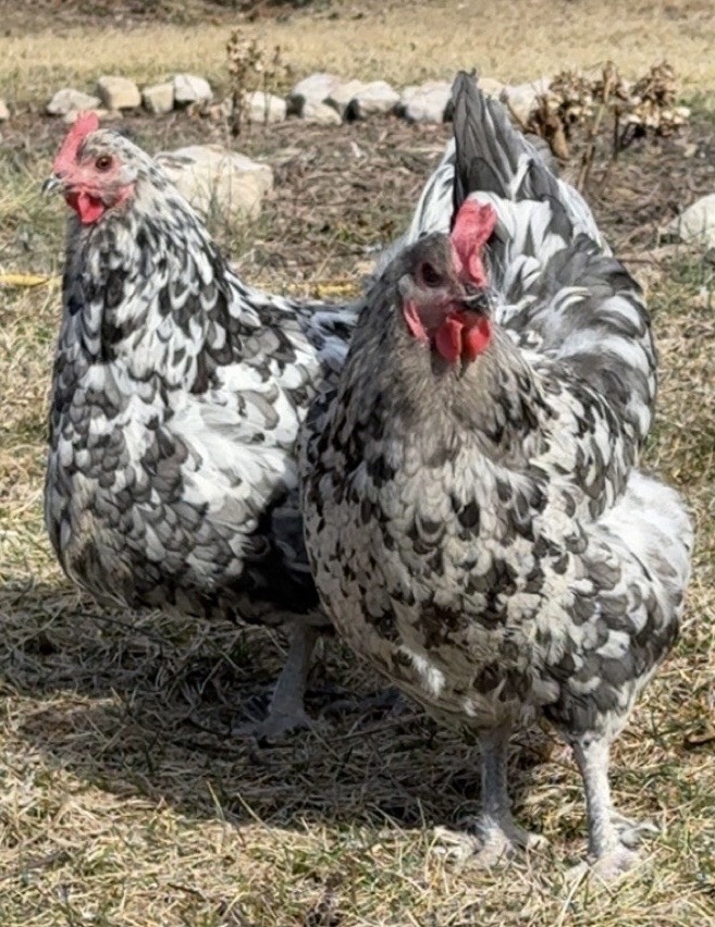 Blue Splash Maran Hatching Eggs 6+