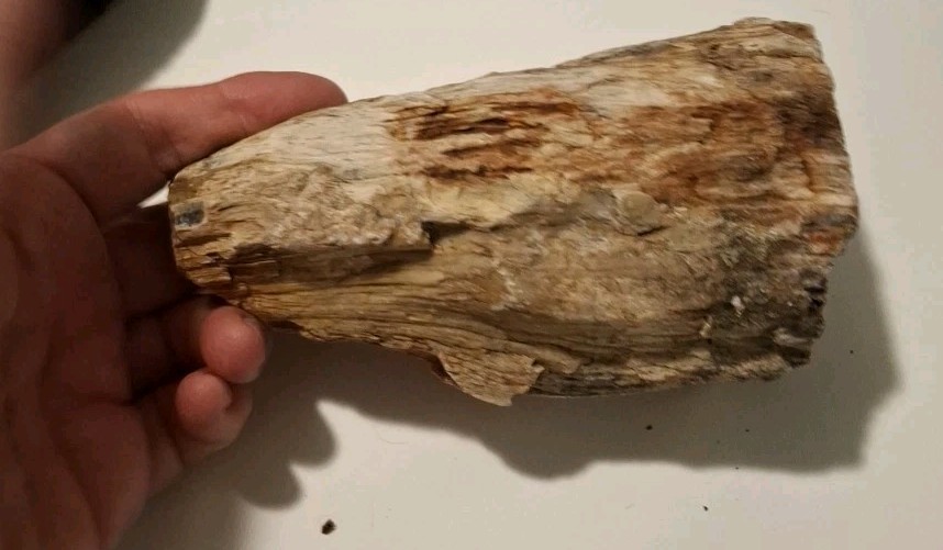 Petrified Wood 680g