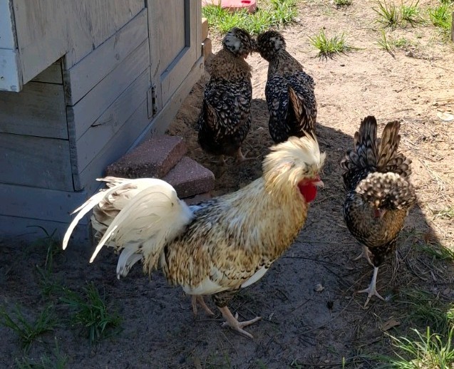 6 - QUALITY CANDY CORN POLISH Hatching Eggs ** NPIP & AI CLEAN