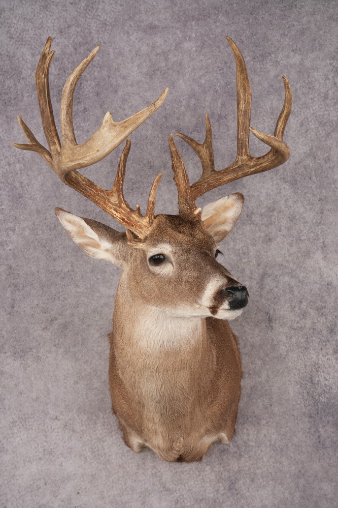 Whitetail Deer SKU 3242