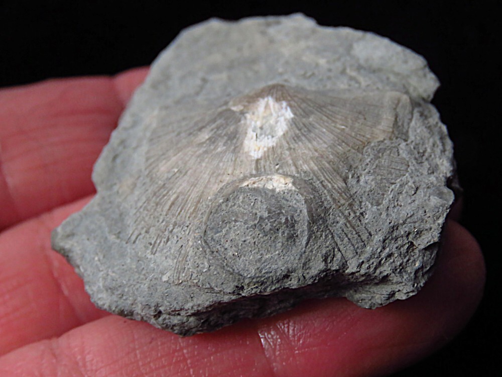 Edrioasteroid Echioderm-2"- cystaster- Ordovician- Cincinnati, Ohio