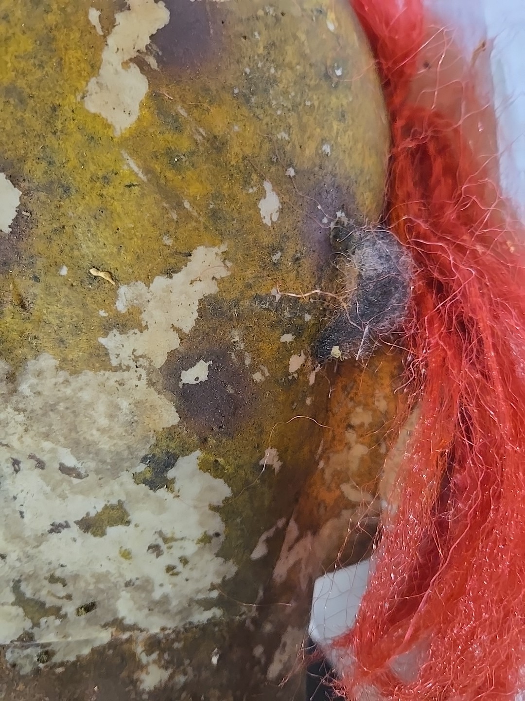 Life Size Decapitated Severed Realistic CLOWN HEAD Halloween Prop Decoration