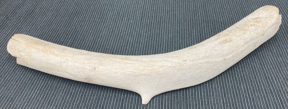 Large Fossil Specimen, Bone, 347mm