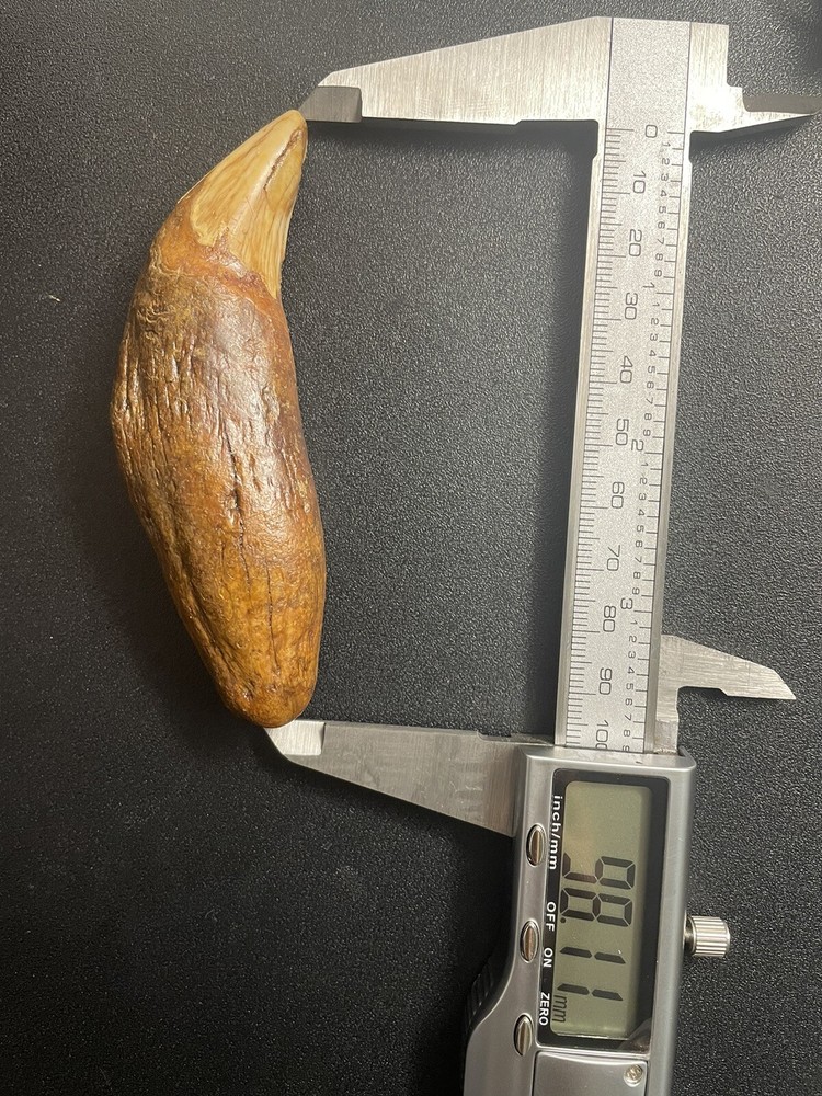 Cave bear tooth fossil