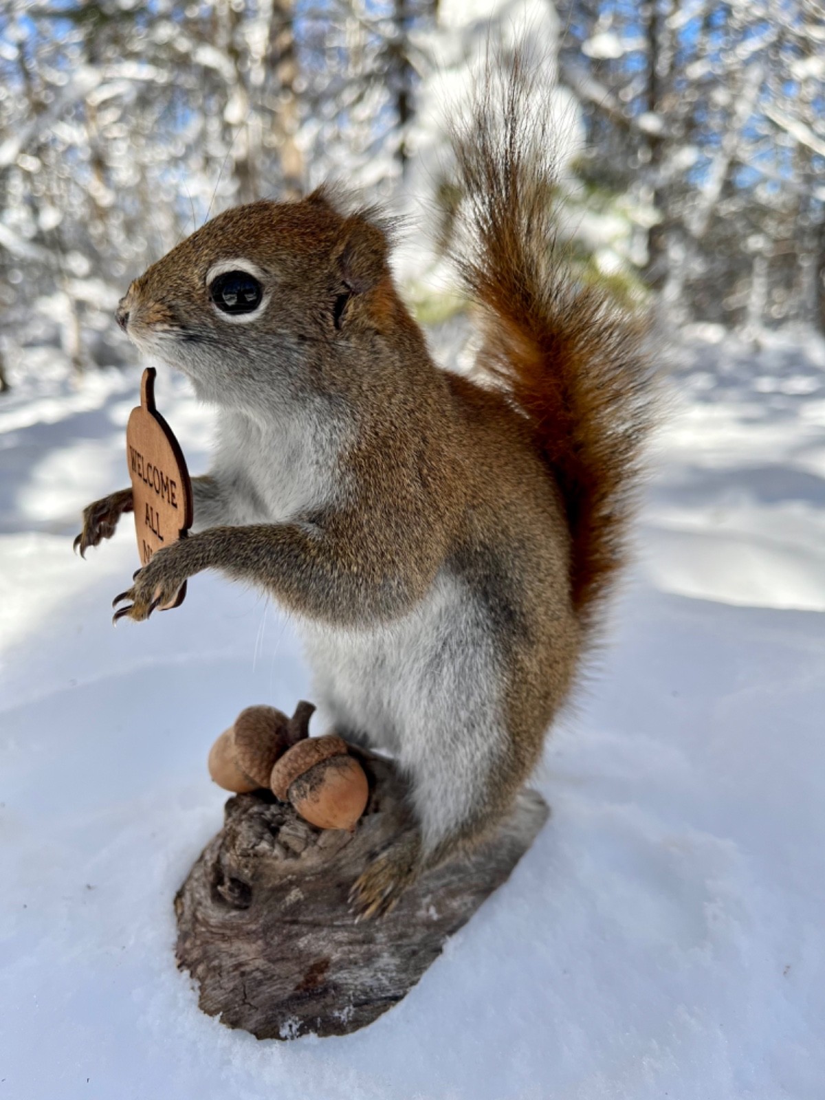Red Squirrel Taxidermy, Squirrel Taxidermy, Pine Squirrel, Adirondacks, Gift!