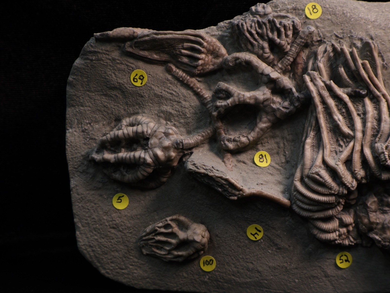 Meaty Plate of Fossil Crinoids, Crawfordsville, IN