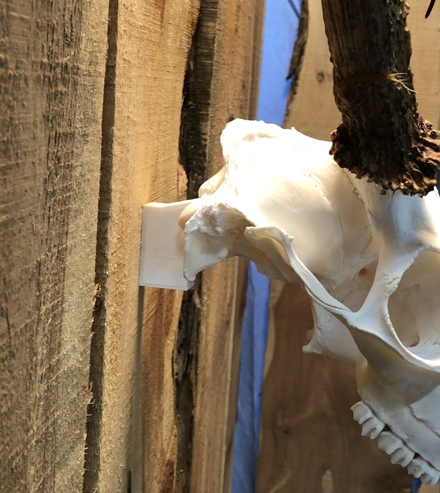 european skull mount hanger