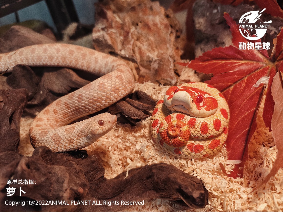 【In-Stock】 Animal Heavenly Body Extreme Red Hognose Collectible Snake Statue