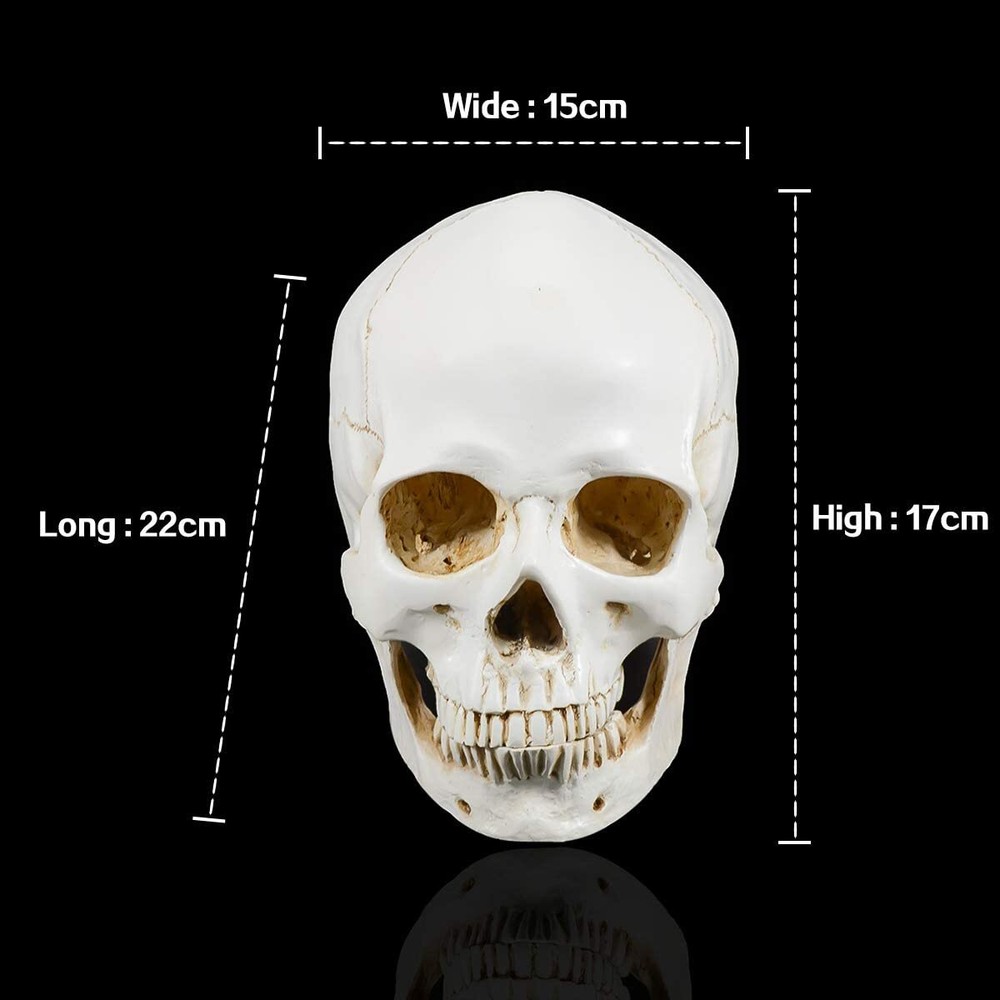 Large Size Retro Removable Human Skull Model Anatomical Teaching Skeleton Head