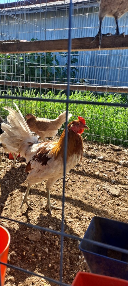 Chicken Hatching Eggs 6 + Spartan Blues