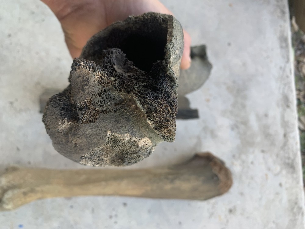 Fossilized Bison Bones