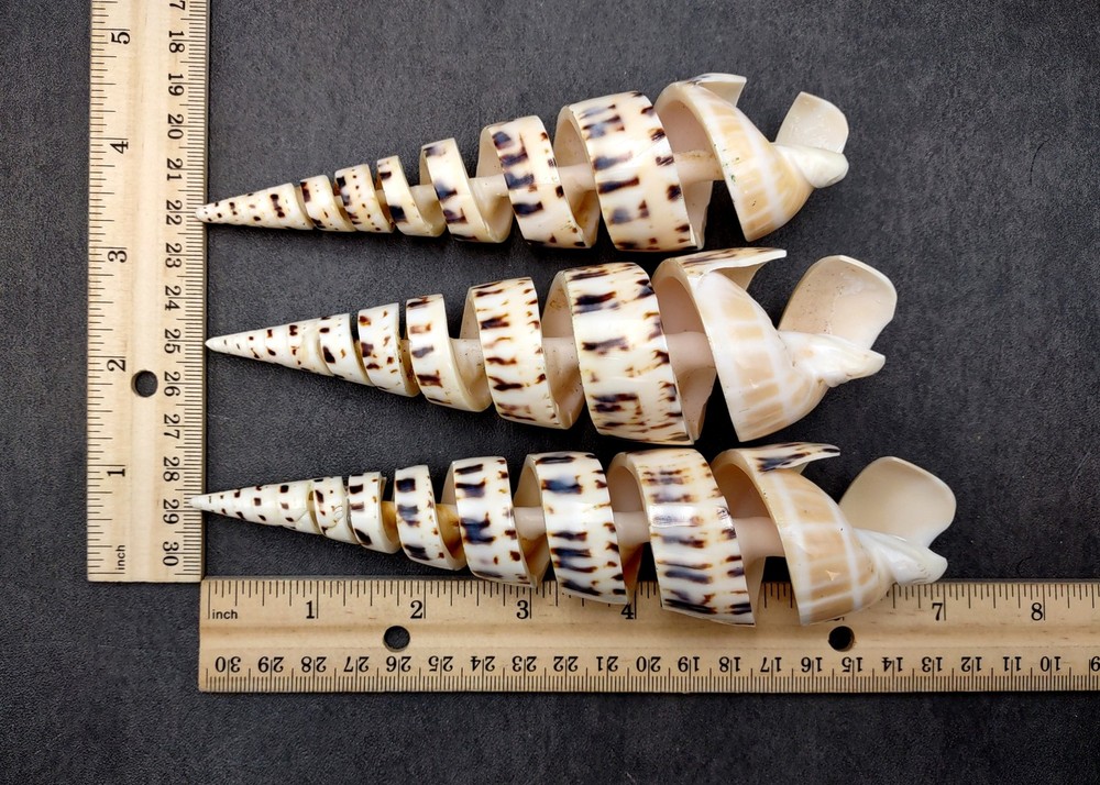 Spiral Cut Marlinspike Auger Seashell (1 shell approx. 5+ inches)