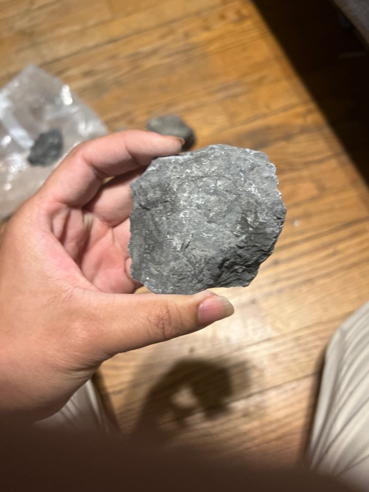fossil rocks marine creatures