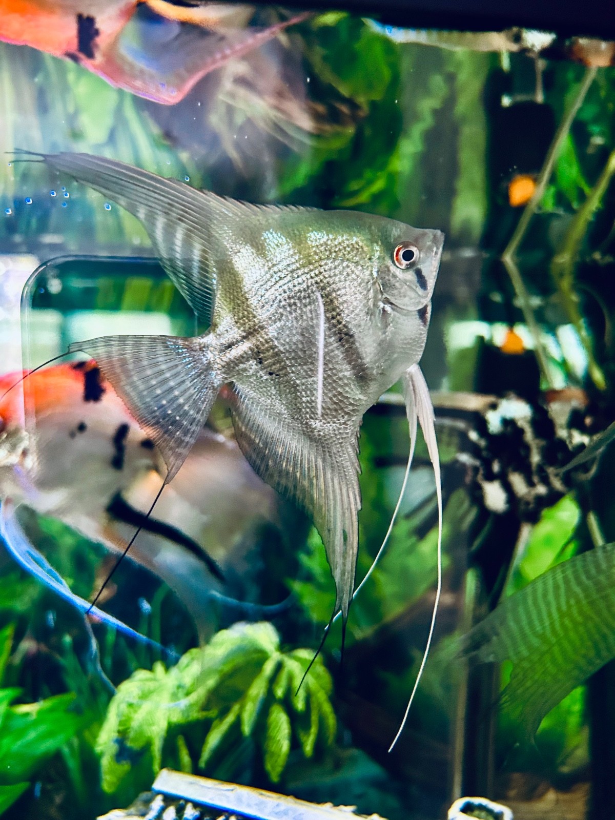 6 + 3 Free PH Blue Angelfish (Zebra/Stripped) Nickel / Quarter