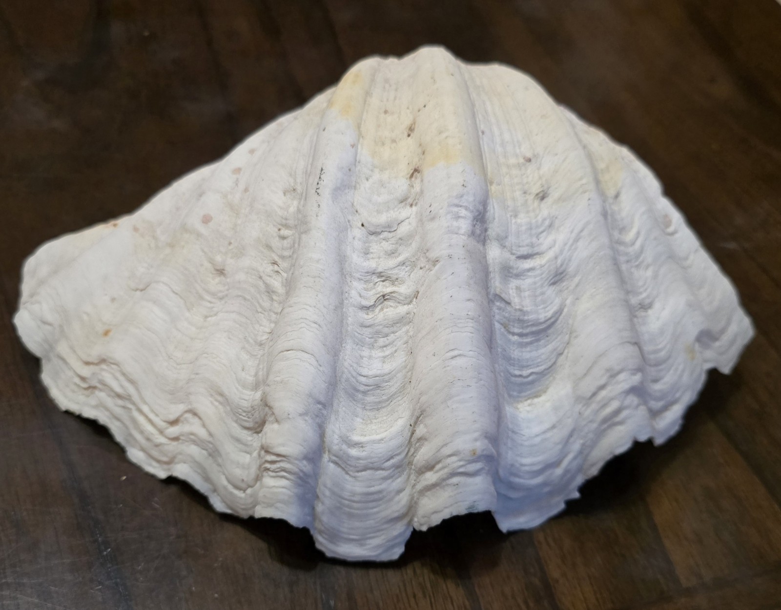 10" Natural Giant Clam Shell Tridacna Gigas Seashell Nautical Decor Beach House