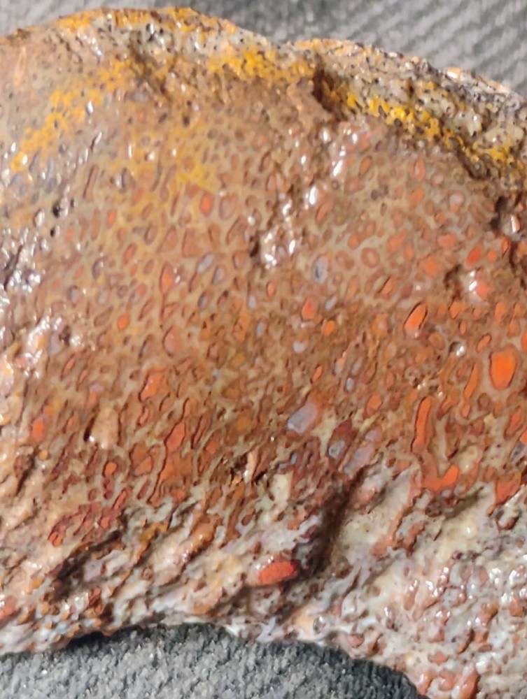 Small Beautiful Agitized Dino Bone